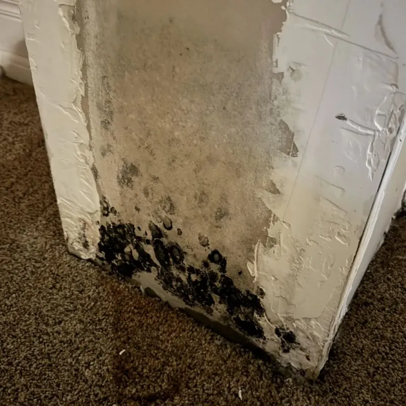 Professional Mold Removal in Lansford, PA